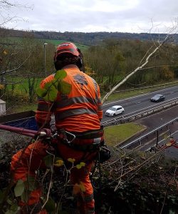 Abergavenny Motorway Road Tree Services D L Corran Tree Surgeons