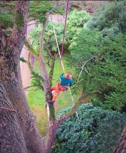 DL Corran Tree Surgery Newport