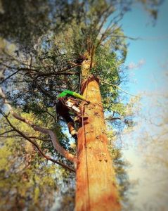 DL Corran Tree Surgery USK South Wales