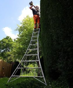 Domestic tree services d l corran tree surgeons