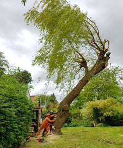 Domestic tree surgery d l corran tree surgeons