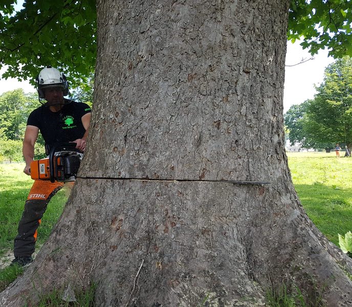 Tree Felling Abergavenny D L Corran Tree Surgeons