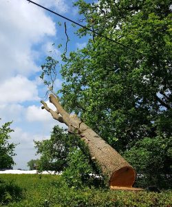 Tree Felling Monmouth D L Corran Tree Surgeons