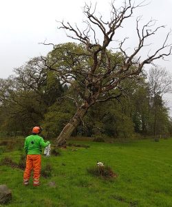 Tree Felling Newport D L Corran Tree Surgeons