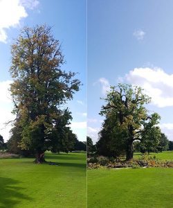 Crown Reduction Services D L Corran Tree Surgeons