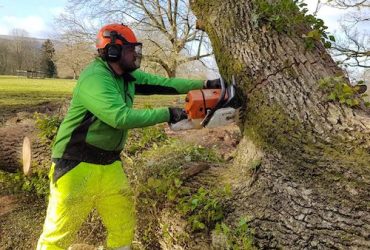 Daniel Corran D L Corran Tree Surgeons